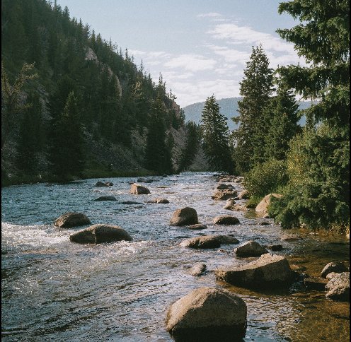 River surrounded by trees